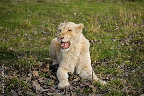 WHITE LION panthera leo krugensis, FEMALE SNARLING, THREAT POSTURE photo