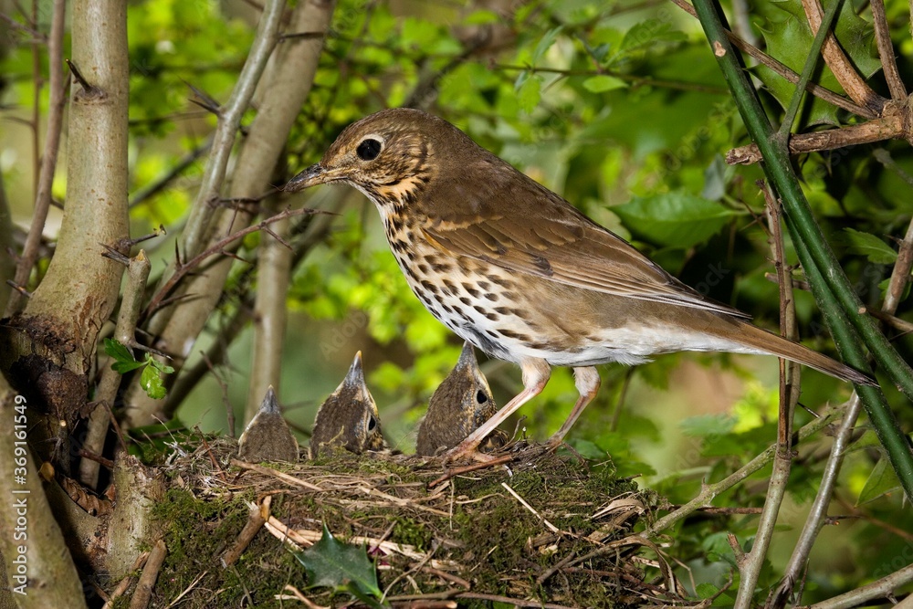SONG THRUSH turdus philomelos, ADULT WITH CHICK IN NEST, NORMANDY IN FRANCE SONG THRUSH turdus philomelos, ADULT WITH CHICK IN NEST, NORMANDY IN FRANCE