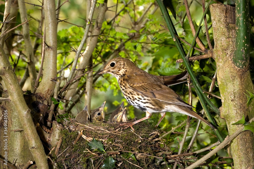 SONG THRUSH turdus philomelos, ADULT WITH CHICK IN NEST, NORMANDY IN FRANCE SONG THRUSH turdus philomelos, ADULT WITH CHICK IN NEST, NORMANDY IN FRANCE
