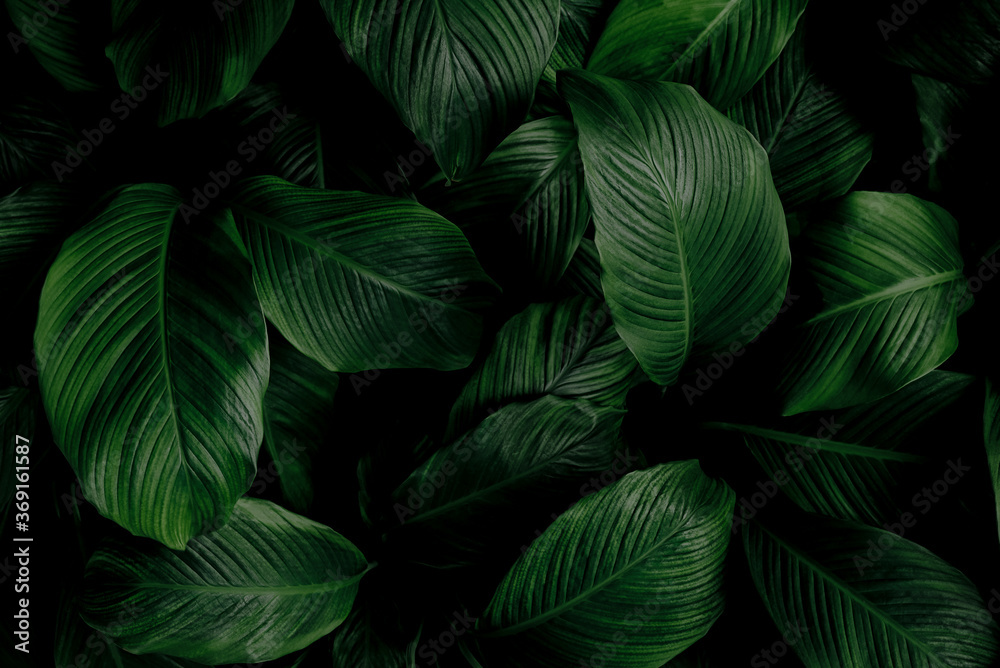 Plakat leaves of Spathiphyllum cannifolium, abstract green texture, nature background, tropical leaf