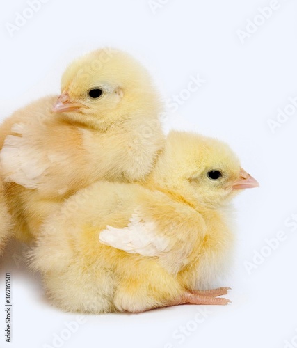 PAIR OF CHICKS AGAINST WHITE BACKGROUND