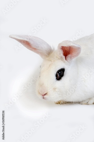 HOTOT RABBIT, A BREED FROM NORMANDY