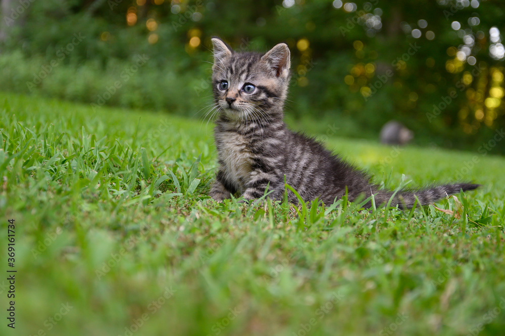 Cute tabby kitten in the grass
