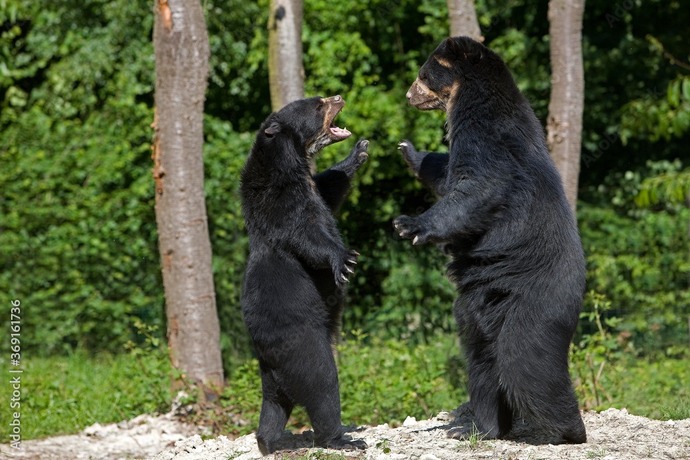 Obraz premium SPECTACLED BEAR tremarctos ornatus, PAIR STANDING ON HIND LEGS, THREAT POSTURE