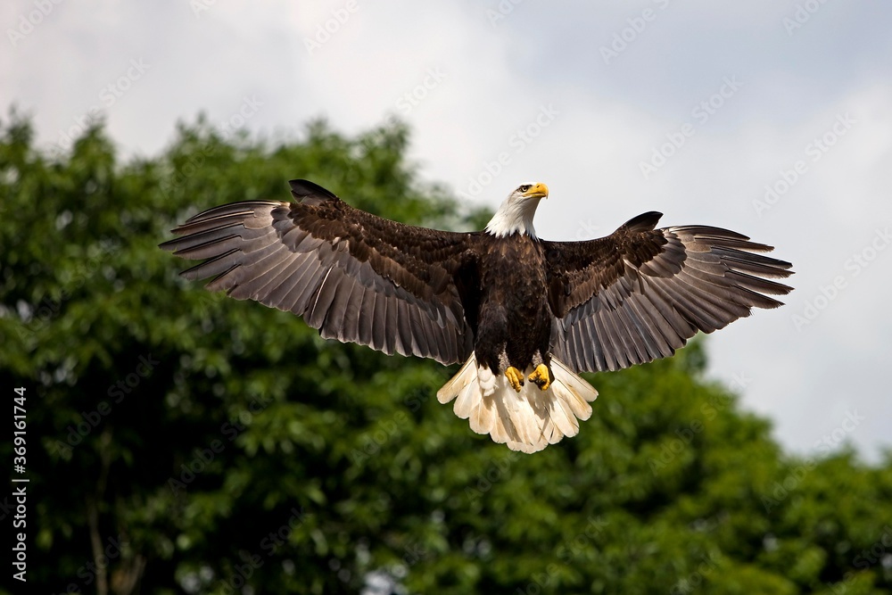BALD EAGLE haliaeetus leucocephalus, ADULT IN FLIGHT BALD EAGLE haliaeetus leucocephalus, ADULT IN FLIGHT
