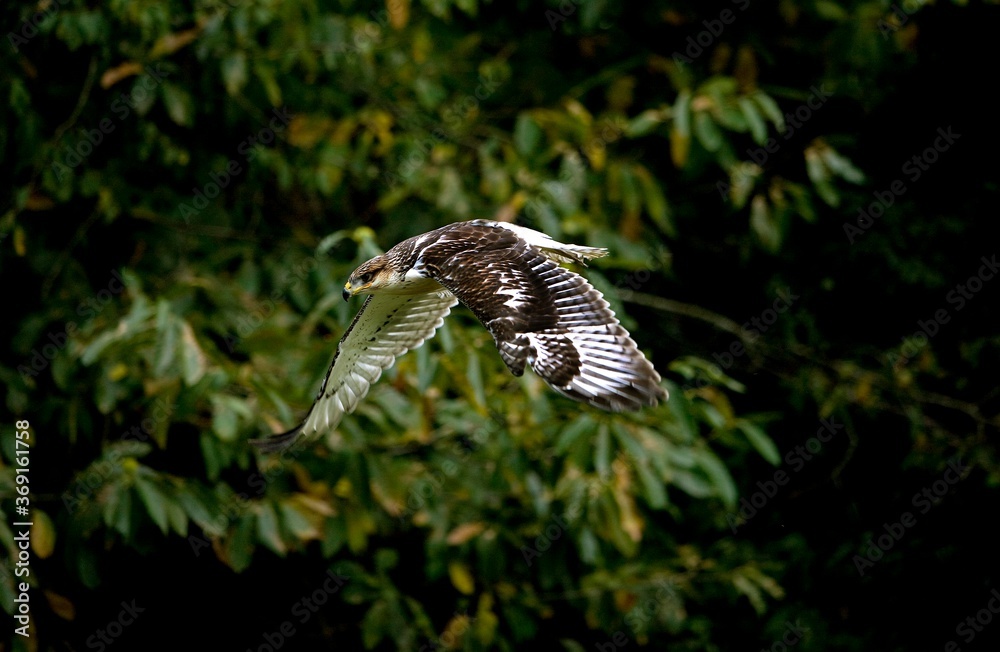 Fototapeta premium FERRUGINOUS HAWK buteo regalis, ADULT IN FLIGHT