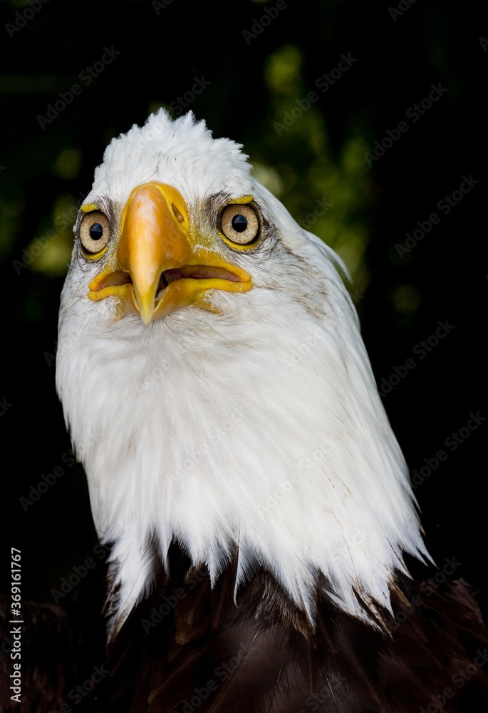 Fototapeta premium BALD EAGLE haliaeetus leucocephalus, PORTRAIT OF ADULT