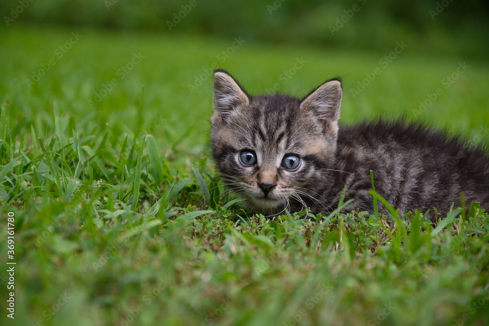 Cute tabby kitten in the grass
