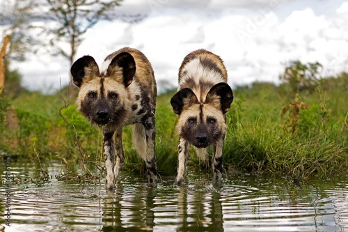 AFRICAN WILD DOG lycaon pictus, PAIR ENTERING WATER, NAMIBIA