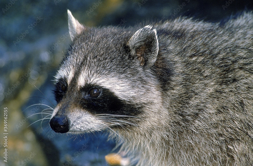 RACCOON procyon lotor, PORTRAIT OF ADULT RACCOON procyon lotor, PORTRAIT OF ADULT