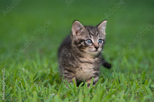 Cute tabby kitten in the grass © Tony Campbell