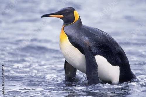 KING PENGUIN aptenodytes patagonica  ADULT EMERGING FROM OCEAN  SALISBURY PLAIN IN SOUTH GEORGIA