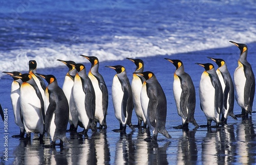KING PENGUIN aptenodytes patagonica  GROUP WALKING ON BEACH  SALISBURY PLAIN IN SOUTH GEORGIA