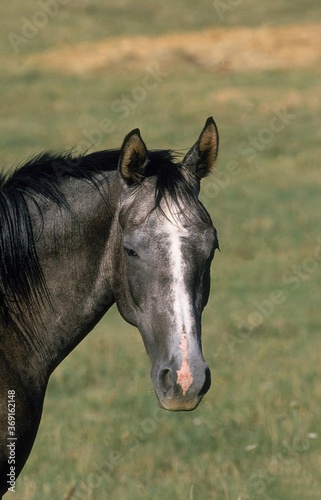 ARABIAN HORSE  PORTRAIT OF ADULT