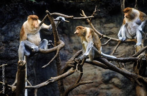 PROBOSCIS MONKEY nasalis larvatus, MALE AND FEMALES SITTING ON BRANCH photo