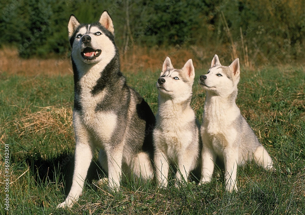 SIBERIAN HUSKY DOG, FEMALE WITH PUP SITTING ON GRASS