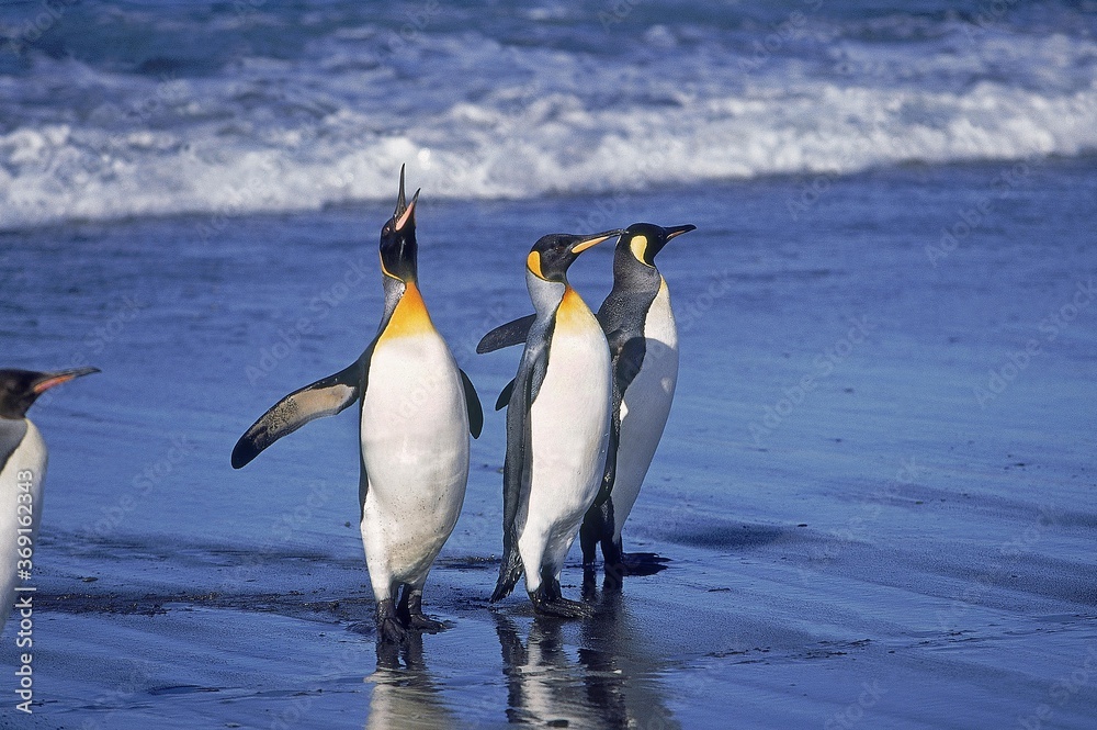 Obraz premium KING PENGUIN aptenodytes patagonica, GROUP STANDING ON BEACH, ONE OF THEM CALLING OUT, SALISBURY PLAIN IN SOUTH GEORGIA