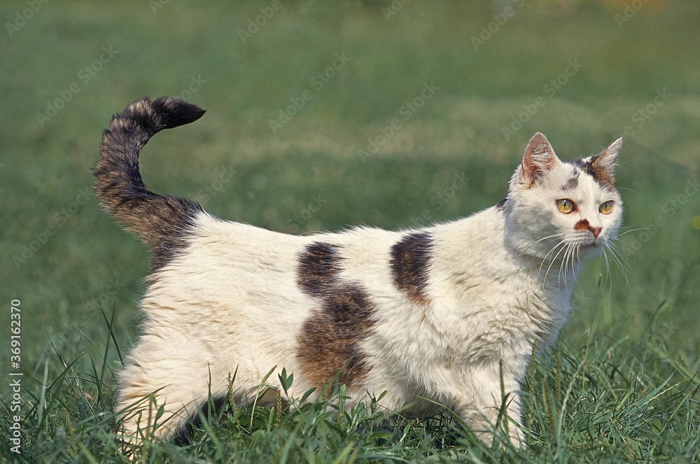 EUROPEAN DOMESTIC CAT, ADULT STANDING ON GRASS EUROPEAN DOMESTIC CAT, ADULT STANDING ON GRASS