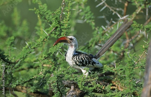 RED BILLED HORNBILL tockus erythrorhynchus, ADULT STANDING IN ACACIA TREE, KENYA photo