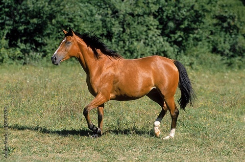 ARABIAN HORSE, ADULT STANDING IN PASTURE © slowmotiongli