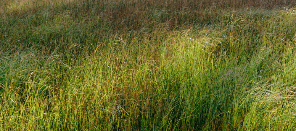Windblown wild grasses in riparian wetland at dusk Windblown wild grasses in riparian wetland at dusk