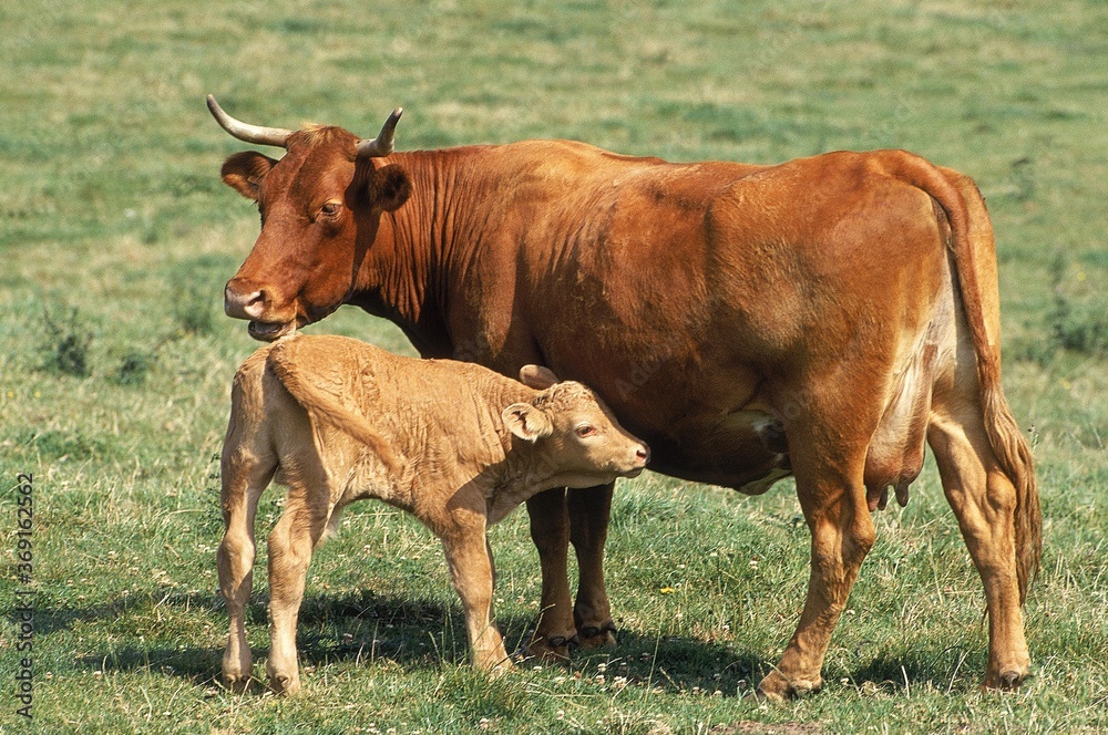 LIMOUSIN CATTLE, COW WITH CALF STANDING IN PASTURE LIMOUSIN CATTLE, COW WITH CALF STANDING IN PASTURE