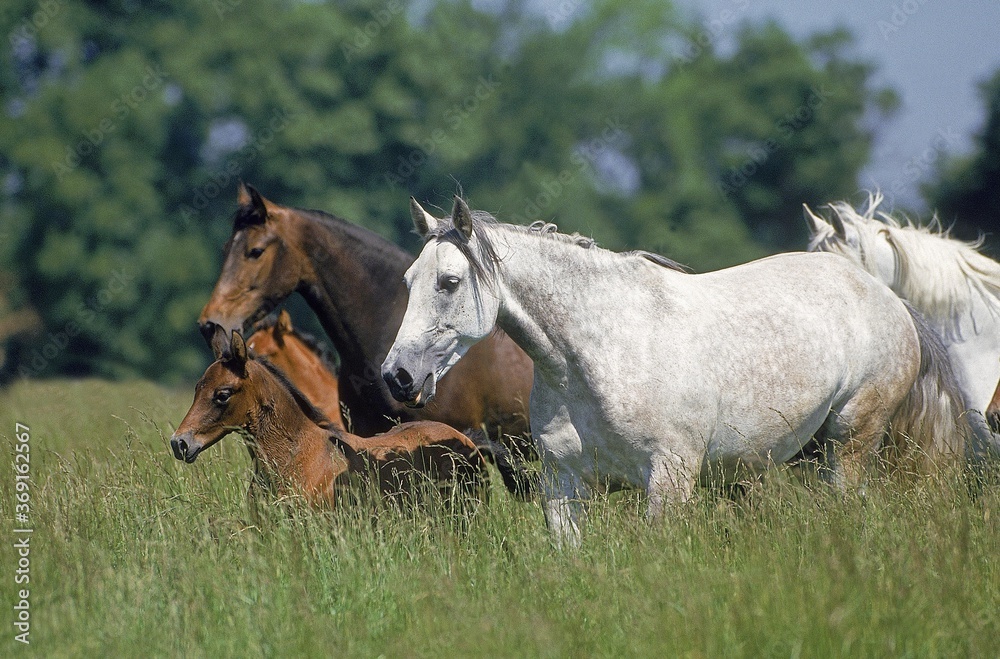 LUSITANO HORSE, MARES WITH FOALS STANDING IN LONG GRASS LUSITANO HORSE, MARES WITH FOALS STANDING IN LONG GRASS