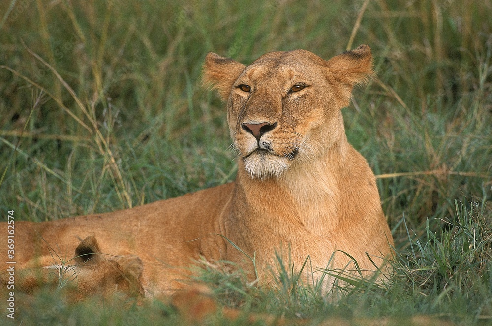 Obraz premium AFRICAN LION panthera leo, FEMALE WITH SUCKLING CUB, KENYA