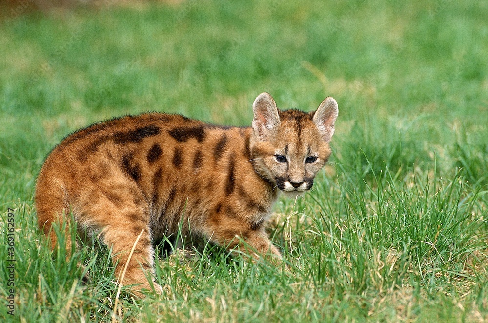 COUGAR puma concolor, CUB STANDING ON GRASS COUGAR puma concolor, CUB STANDING ON GRASS