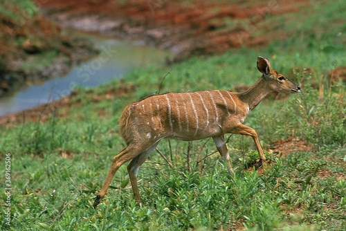 NYALA tragelaphus angasi, FEMALE STANDING ON GRASS, KENYA photo