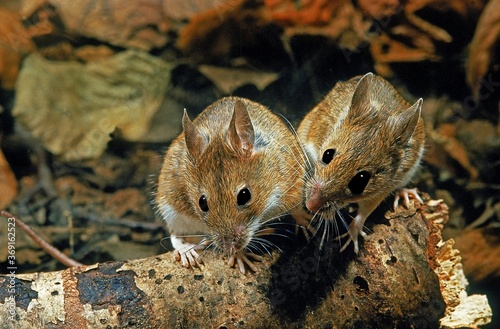 YELLOW NECKED MOUSE apodemus flavicollis, PAIR STANDING ON TREE STUMP photo