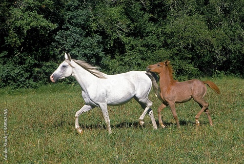 ARABIAN HORSE  MARE WITH FOAL STANDING IN PASTURE