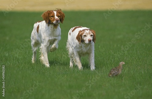 Quadro em tela BRITTANY SPANIEL DOG, ADULTS POINTING TO PARTRIDGE