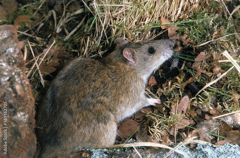BROWN RAT rattus norvegicus, ADULT BROWN RAT rattus norvegicus, ADULT
