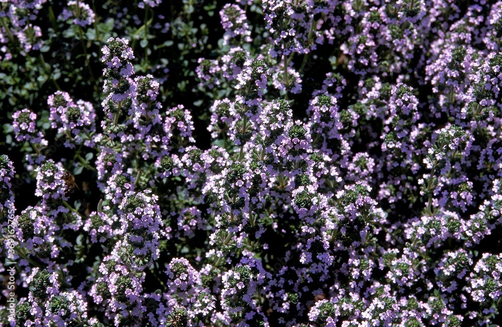 LEMON THYME thymus citriodorus