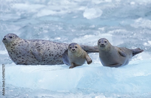 HARBOUR SEAL phoca vitulina, MOTHER WITH PUP STANDING ON ICEBERG, MAGDALENA ISLAND IN CANADA