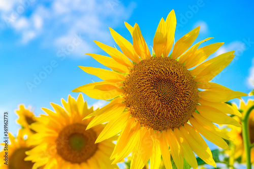 Sunflowers And Blue Skies photo