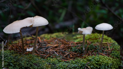 Hongos saliendo sobre tronco talado en medio del bosque nativo de la comuna de Enco, Región de los Ríos, Chile photo