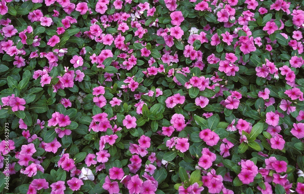 FLOWERBED WITH PINK FLOWERS