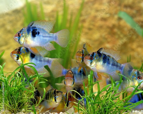 BLUE GERMAN RAM mikrogeophagus ramirezi photo