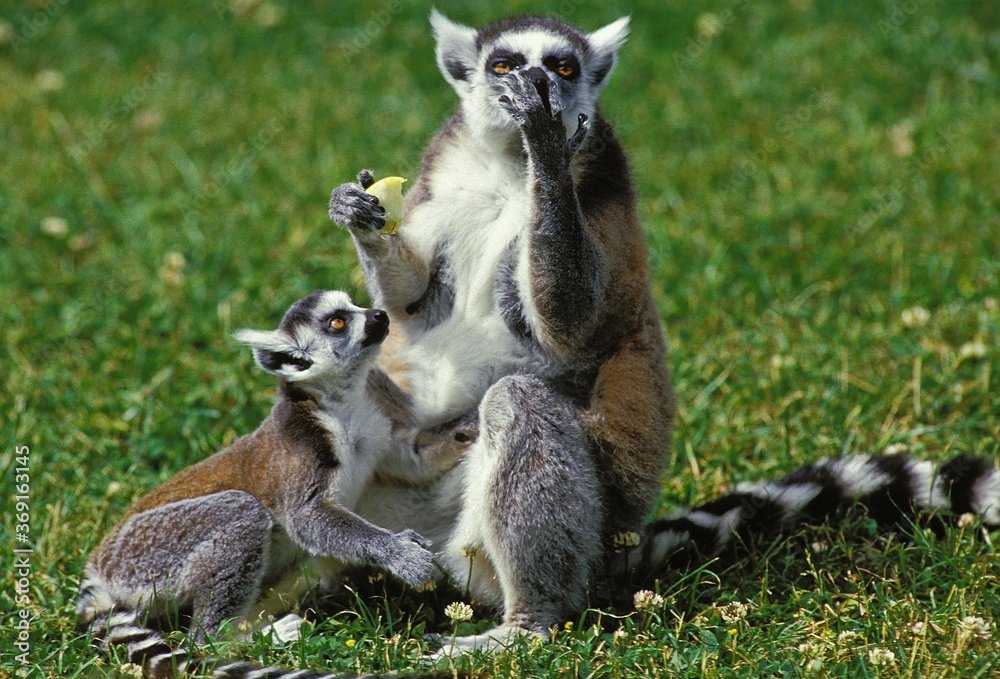 Obraz premium RING TAILED LEMUR lemur catta, FEMALE WITH YOUNG
