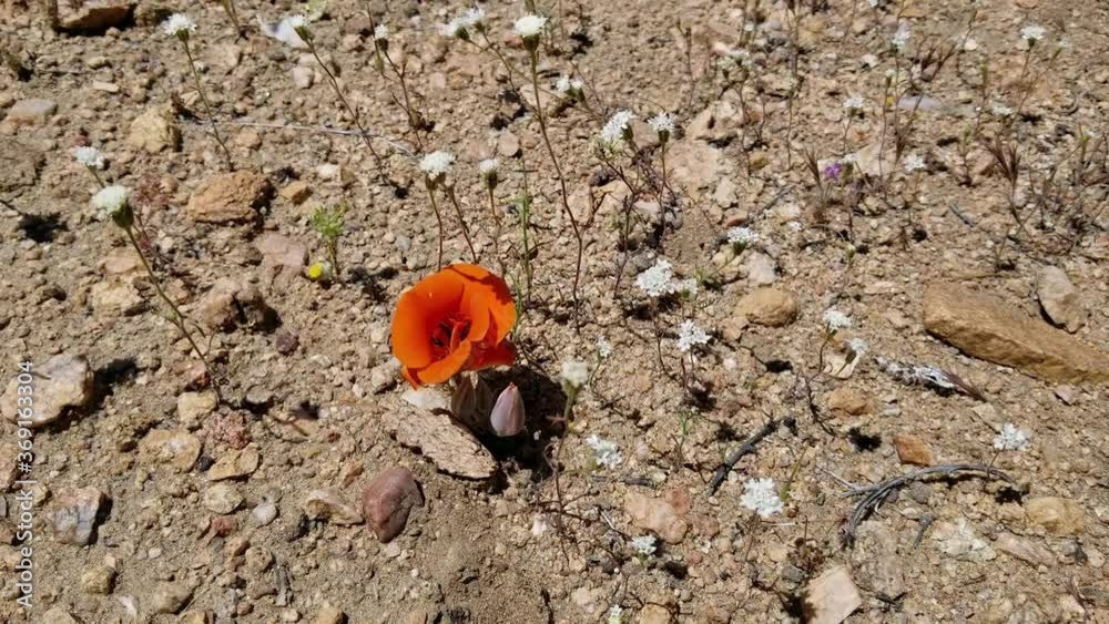 Blazing Orange blooming inflorescence of Desert Mariposa Lily, Calochortus Kennedyi, Liliaceae, native herbaceous perennial plant in Pioneertown Mountains Preserve, Southern Mojave Desert, Springtime. Blazing Orange blooming inflorescence of Desert Mariposa Lily, Calochortus Kennedyi, Liliaceae, native herbaceous perennial plant in Pioneertown Mountains Preserve, Southern Mojave Desert, Springtime.