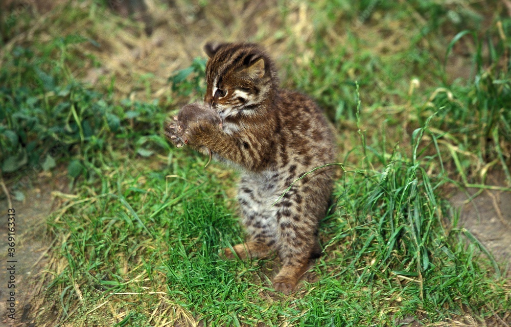LEOPARD CAT prionailurus bengalensis, CUB PLAYING WITH MOUSE LEOPARD CAT prionailurus bengalensis, CUB PLAYING WITH MOUSE