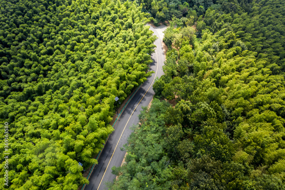 Aerial view of green summer bamboo forest with a road Aerial view of green summer bamboo forest with a road