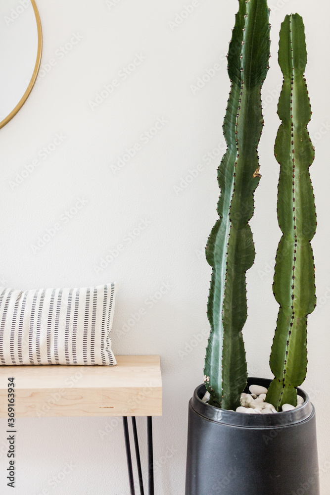 Large Cactus in Mid Century Entryway Large Cactus in Mid Century Entryway