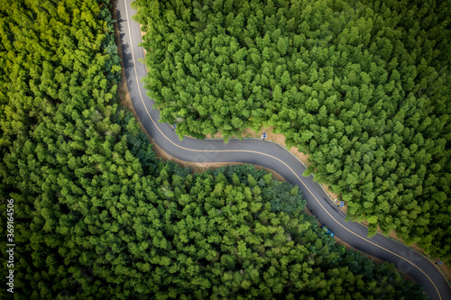 Aerial view of green summer bamboo forest with a road