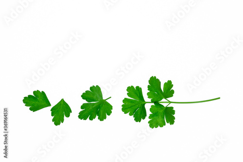 set of fresh green Italian parsley leaves arranged in a row on white background with copy space