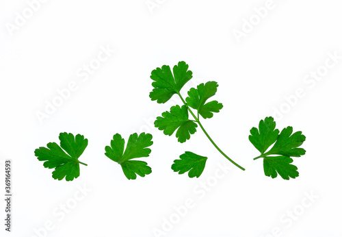 closeup of freshly picked parsley leaves on white background with copy space above