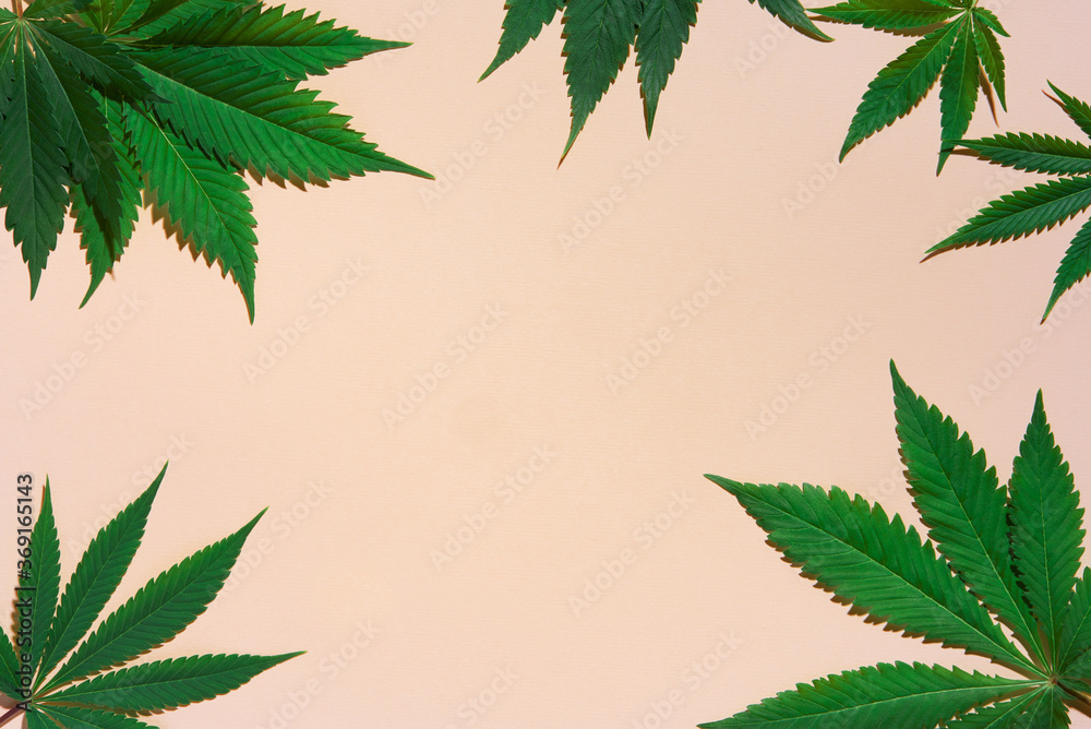 Cannabis leaves on pink Cannabis leaves on pink