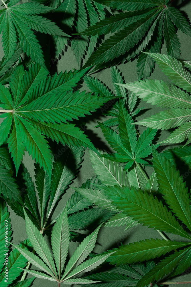 Cannabis leaves on green Cannabis leaves on green